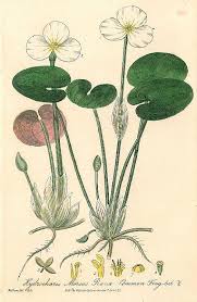 Attēlu rezultāti vaicājumam “Hydrocharis morsus-ranae flower”