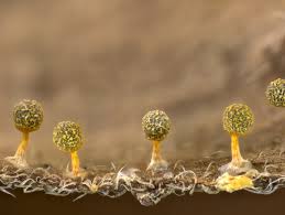 Attēlu rezultāti vaicājumam “Physarum, Nannengaella sp.”