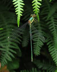 Attēlu rezultāti vaicājumam “Chalcolestes viridis”
