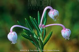 Attēlu rezultāti vaicājumam “Andromeda polifolia bud”