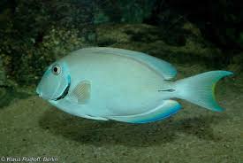 Image result for Acanthurus bahianus
