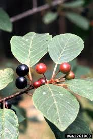 Attēlu rezultāti vaicājumam “Frangula alnus fruit”