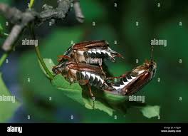 Attēlu rezultāti vaicājumam “Melolontha hippocastani imago”