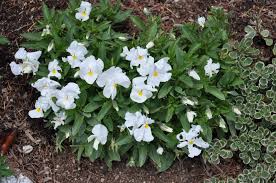 Image result for Viola x wittrockiana `Hiemalis`