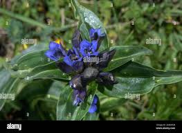 Attēlu rezultāti vaicājumam “Gentiana cruciata flower”