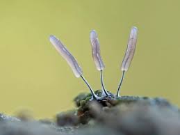 Attēlu rezultāti vaicājumam “Stemonitopsis typhina”