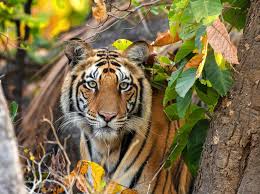 Afbeeldingsresultaat voor tijgers