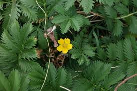 Attēlu rezultāti vaicājumam “Argentina anserina leaf”