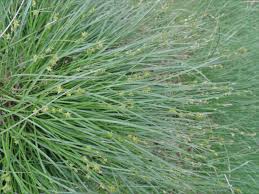 Attēlu rezultāti vaicājumam “Carex echinata”