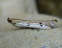 Attēlu rezultāti vaicājumam “Phycitodes binaevella”