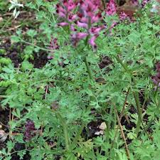 Image result for Fumaria officinalis