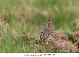 Attēlu rezultāti vaicājumam “Anthus trivialis adult”