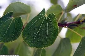 Attēlu rezultāti vaicājumam “Cercidiphyllum japonicum leaf”