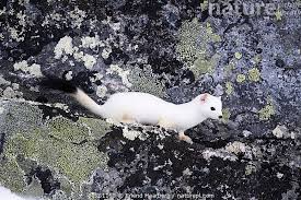 Attēlu rezultāti vaicājumam “Mustela erminea”