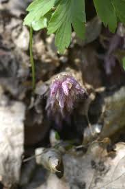 Attēlu rezultāti vaicājumam “Lathraea squamaria bud”