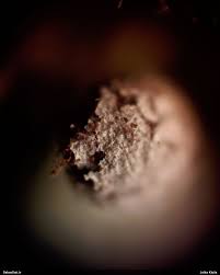 Attēlu rezultāti vaicājumam “Badhamiopsis scripta”