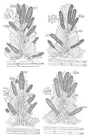 Attēlu rezultāti vaicājumam “Steccherinum bourdotii”