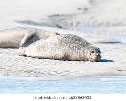 Image result for Phoca vitulina