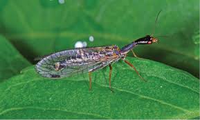 Attēlu rezultāti vaicājumam “Raphidioptera”