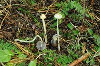 Attēlu rezultāti vaicājumam “Protostropharia alcis”