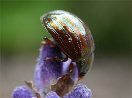 Attēlu rezultāti vaicājumam “Chrysolina staphylaea”