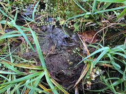 Attēlu rezultāti vaicājumam “Fossombronia foveolata spores”