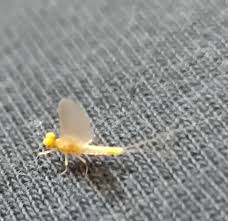 Attēlu rezultāti vaicājumam “Heptagenia sulphurea female”