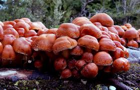Attēlu rezultāti vaicājumam “Hypholoma sp.”