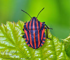 Attēlu rezultāti vaicājumam “Graphosoma lineatum”