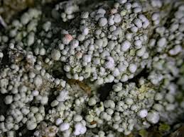 Attēlu rezultāti vaicājumam “Dibaeis baeomyces”