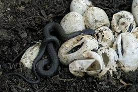 Image result for Ringelnatter