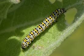 Attēlu rezultāti vaicājumam “Cucullia verbasci”