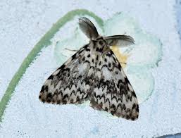 Attēlu rezultāti vaicājumam “Lymantria monacha imago”