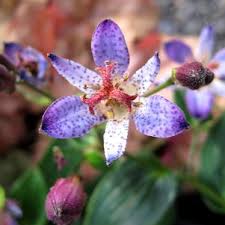 Image result for Tricyrtis `Black Beauty`