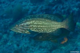 Image result for Mycteroperca rubra