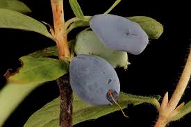 Attēlu rezultāti vaicājumam “Lonicera caprifolium fruit”