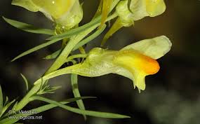 Attēlu rezultāti vaicājumam “Linaria vulgaris bud”