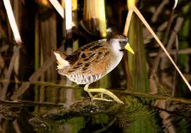 Image result for Porzana carolina