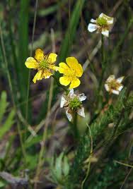 Attēlu rezultāti vaicājumam “Ranunculus acris flower”