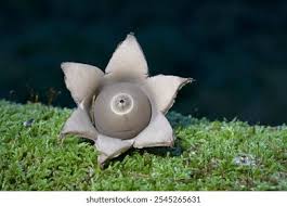 Attēlu rezultāti vaicājumam “Geastrum fimbriatum”