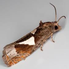 Attēlu rezultāti vaicājumam “Epiblema foenella”