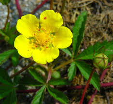 Attēlu rezultāti vaicājumam “Potentilla reptans flower”