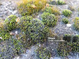 Attēlu rezultāti vaicājumam “Tortula muralis sporophyte”