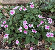 Image result for Impatiens walleriana