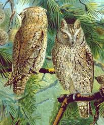 Image result for Otus scops
