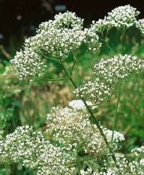 Image result for Valeriana officinalis