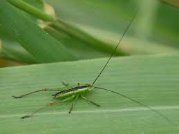 Attēlu rezultāti vaicājumam “Paramesus obtusifrons”