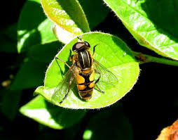 Attēlu rezultāti vaicājumam “Helophilus hybridus male”