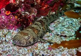 Image result for Haploblepharus edwardsii