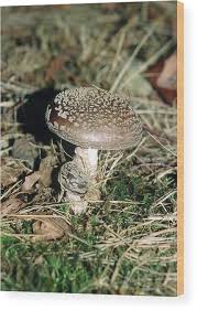 Attēlu rezultāti vaicājumam “Amanita pantherina”